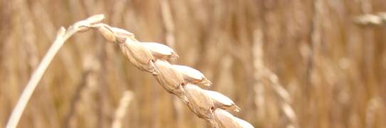 Wir sind die Spezialisten